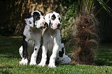 DOGUE ALLEMAND 226